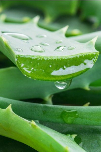 Aloe vera Beverage multi tasker to bust immunity control blood sugar cure acne