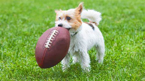 Puppy Bowl Destination Cleveland Super Bowl Dog