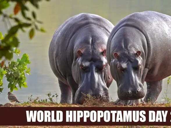 world hippo day