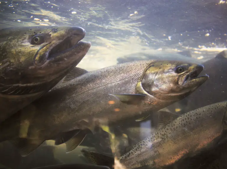Salmon die from gas disease