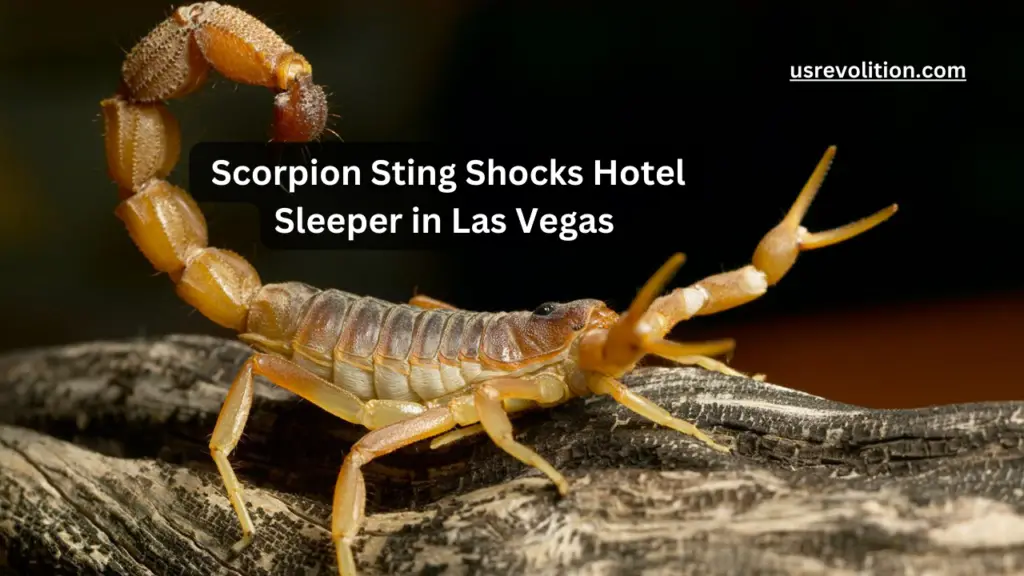 Unfortunate Encounter with Scorpion Sting Shocks Hotel Sleeper in Las Vegas